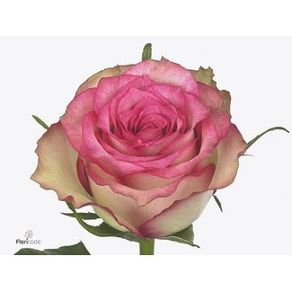 Freshy Rosa Monique