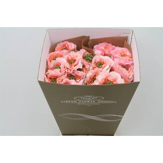 Freshy Rosa Magic Affairs
