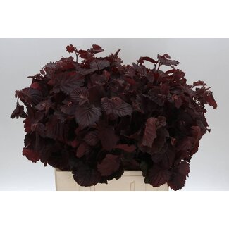 Freshy Corylus Av Roter Zelle