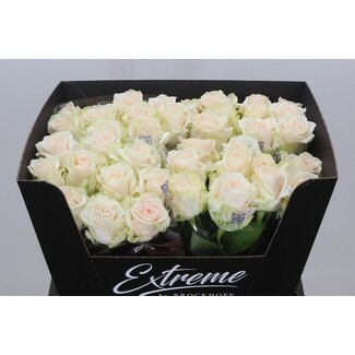 Freshy Rosa Sweet Caroline