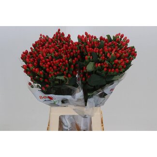 Freshy Hypericum Go Top