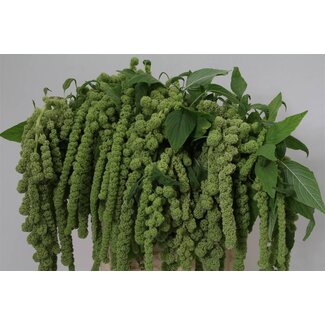 Freshy Amaranthus Ca Cycloop
