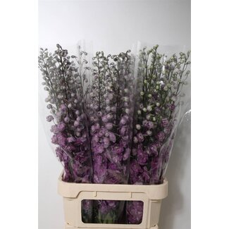 Freshy Delphinium Magenta Mojo