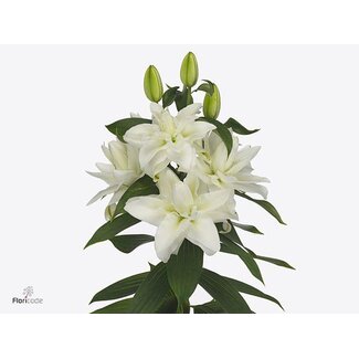 Freshy Lelie Oriental Du Aqua Chardonnay