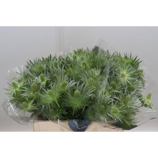 Freshy Eryngium Lovely White Green
