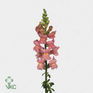 Freshy Antirrhinum Poto Pink