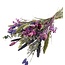 Strauß Trockenblumen “Cute purple” | Farbe: Gemischte Farben Lila | Länge ± 50 centimeter | Pro Strauß