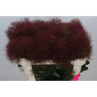 Freshy Cotinus C Mag Red Fountain