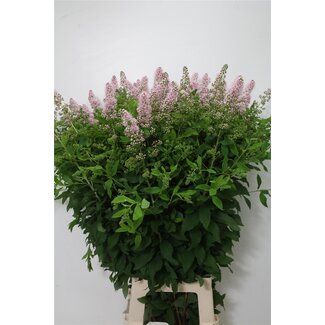 Freshy Spiraea Sal Pink Inn