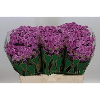 Freshy Chrysant santini Kismo Pink