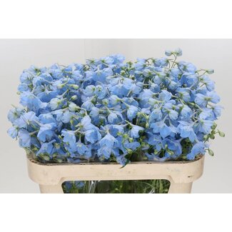 Freshy Delphinium En Ballkleid