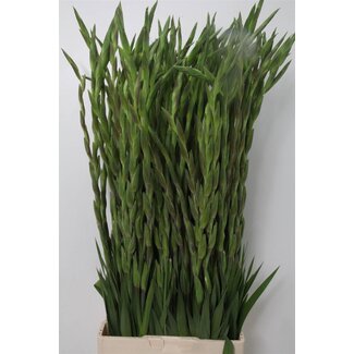 Freshy Gladiolus groot Zamora