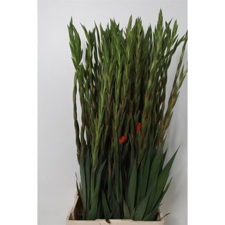 Freshy Gladiolus groot Live Oak