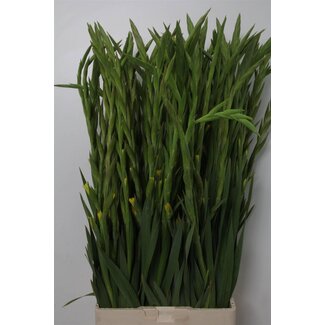Freshy Gladiolus groot Mozart