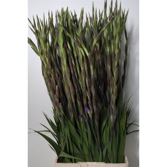 Freshy Gladiolus groot Milka