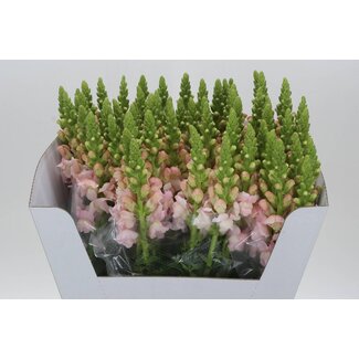 Freshy Antirrhinum Costa Silver