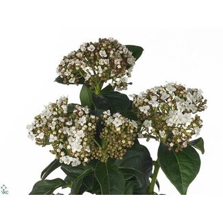 Freshy Viburnum Macro Flow Wit