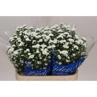 Freshy Aster Cassy Hollands