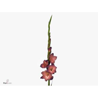 Freshy Gladiolus groot Indian Summe