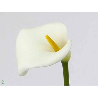 Freshy Zantedeschia Ae Avalanche