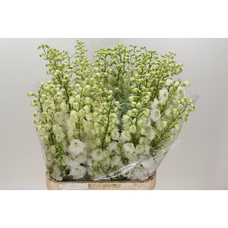 Freshy Delphinium El Centurion White