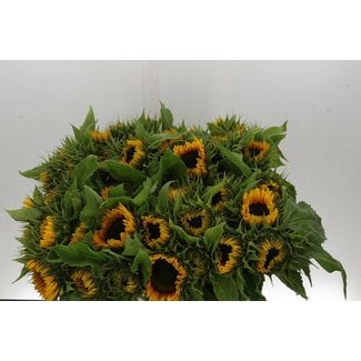 Freshy Helianthus Sunrich Orange Kmb