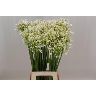 Freshy Agapanthus Praecox Meoni