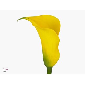 Freshy Zantedeschia Gold Medal