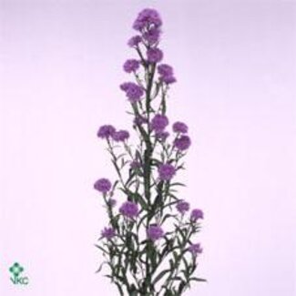 Freshy Aster Astee Dark Milka Hollands