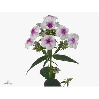 Freshy Phlox.hollands P Isabella