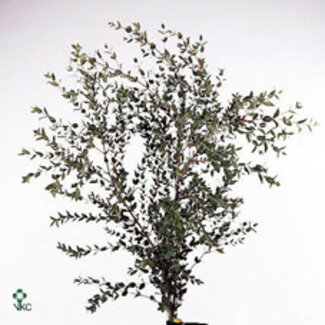 Freshy Eucalyptus Parvifolia per Bunch 400 Gram E