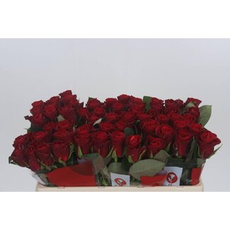 Freshy Rosa Red Tacazzi