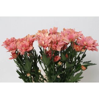 Freshy Chrysant T Summer Love