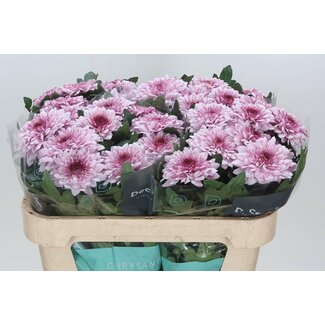 Freshy Chrysant deco Pip Pretty