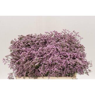 Freshy Limonium Saf Oshi Pink
