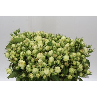 Freshy R tros Freiland Wedding Piano