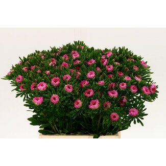 Freshy Callistephus Mats Pink