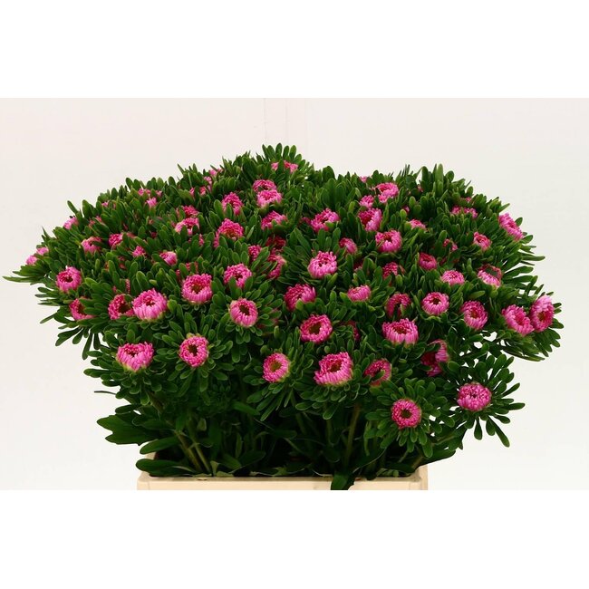 Callistephus Mats Pink