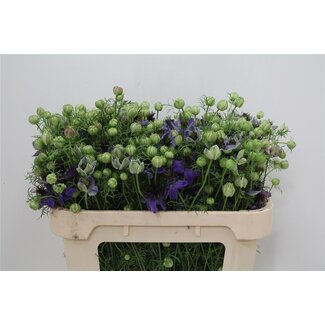 Freshy Nigella Miss Jekyll Oxf Bio