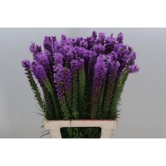 Freshy Liatris Spicata Bio
