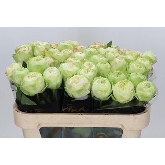 Freshy Rosa White Kahala
