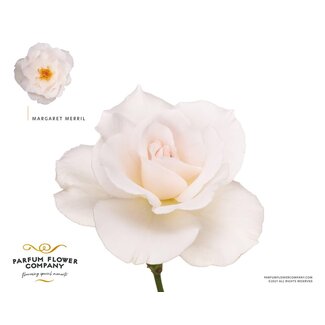 Freshy Rosa Parfum Margaret Merril