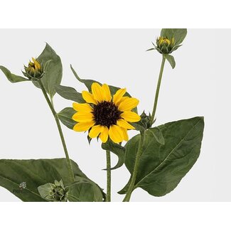 Freshy Helianthus Sonja