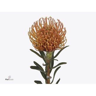 Freshy Nutans Ayoba Peach