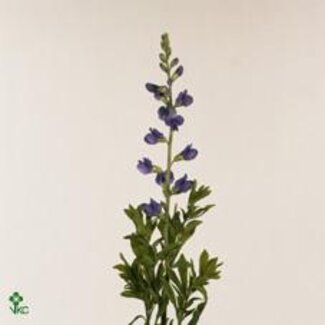 Freshy Baptisia Australis