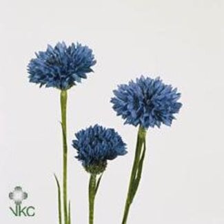 Freshy Centaurea Cyanus Bio