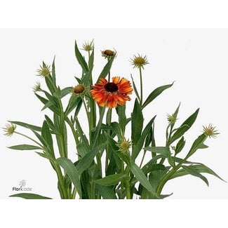 Freshy Helenium Moerheim Be Bio