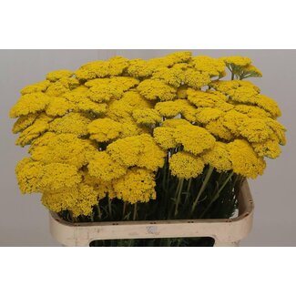 Freshy Achillea F Park Variety