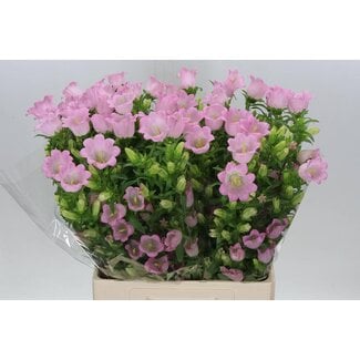 Freshy Campanula M Champion Pink