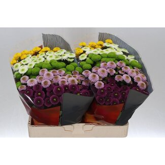 Freshy Chrysant santini Pompon Gemengd in Bos Xl